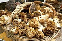 4. Međunarodni dani gljiva: Smrčkijada