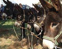 Istrian donkey State Fair