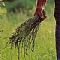 Days of asparagus @ Istria