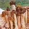 5th International Mushroom Days: Smrčkijada 